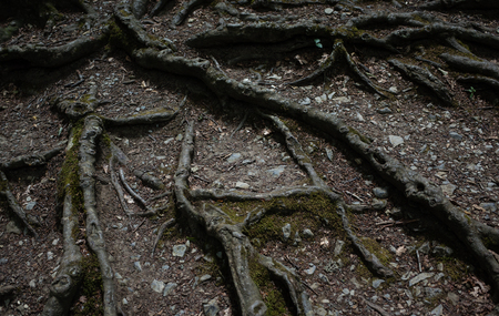 The roots of the treeの写真素材