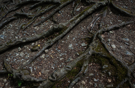 The roots of the treeの写真素材
