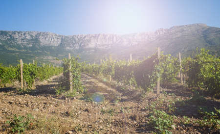 Vineyard in morning lightの写真素材