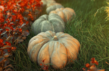 Diverse assortment of pumpkins on a wooden background. Autumn harvest. Tonedの写真素材