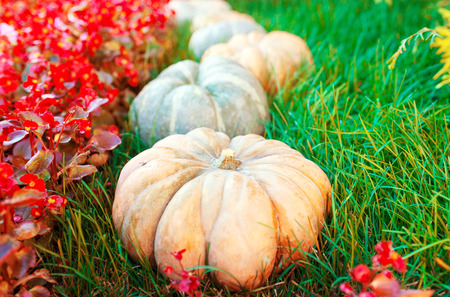 Diverse assortment of pumpkins on a wooden background. Autumn harvest. Tonedの写真素材
