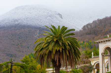 A green palm tree on the background of a snow-covered forest on a mountainside in Gagra in Abkhazia.の写真素材