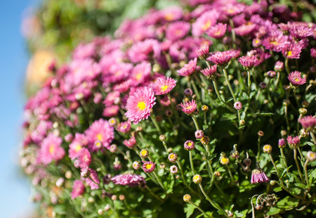 Pink flowers, shot with a small depth of differenceの写真素材