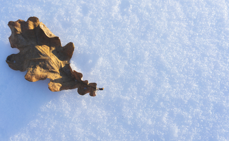 Dried oak leaf on white snow at sunset.の写真素材