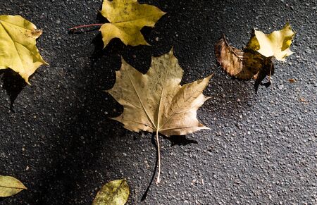 Yellow fallen leaves on wet asphaltの写真素材