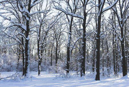 Snow-covered Park on a clear day at sunset.の写真素材