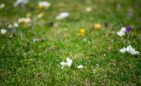 Multicolored spring flowers on a green lawn, shot with a shallow depth of fieldの写真素材