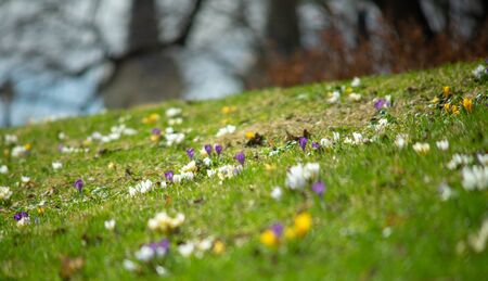 Multicolored spring flowers on a green lawn, shot with a shallow depth of fieldの写真素材