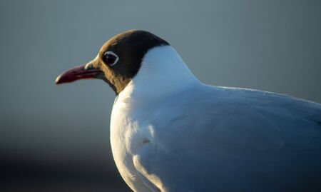 Seagull on concrete slab at sunsetの写真素材