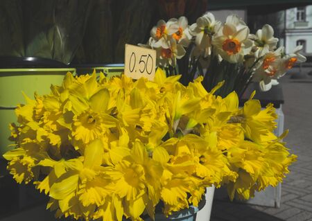 Bouquet of yellow daffodils in a flower shopの写真素材