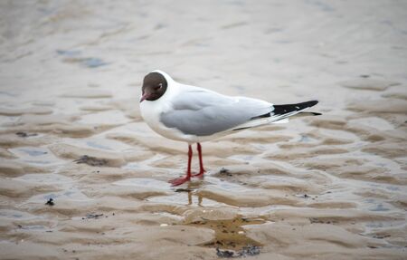 A seagull on the sandy shore of the Baltic Sea in cloudy weather.