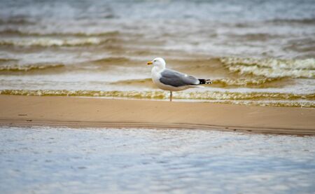 A seagull on the sandy shore of the Baltic Sea in cloudy weather.の写真素材