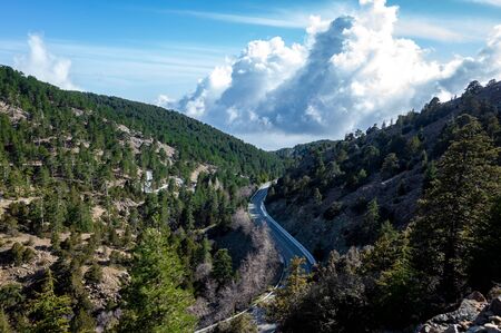 Asphalt road among Lebanese cedars in a mountain forest in the central part of the island of Cyprus;の写真素材
