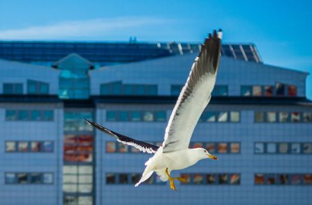 White sea gull in the background of a skyscraper.の写真素材