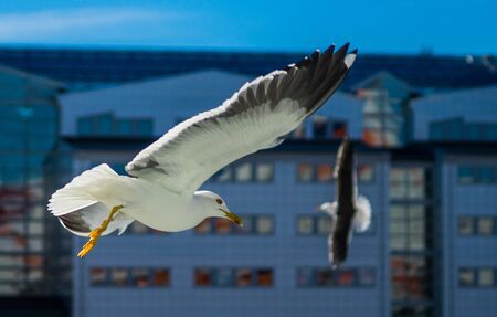 White sea gull in the background of a skyscraper.の写真素材