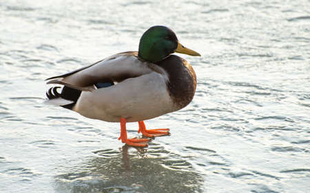 Ducks on the transparent ice of a frozen river on a frosty Sunny winter day.