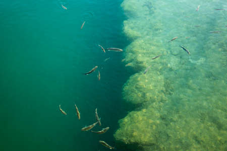 A flock of fish in green water in shallow water near the shore.