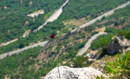 Red flower on a rock at the edge of the abyss.の写真素材