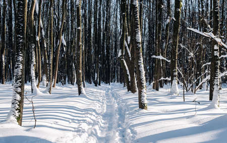 Trunks of trees in the winter forest on a clear sunny day.の写真素材