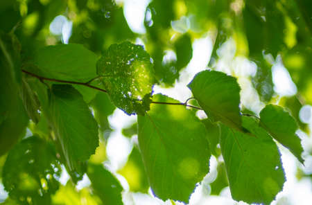 Light shines through the green-leaved linden branches on a summer evening.