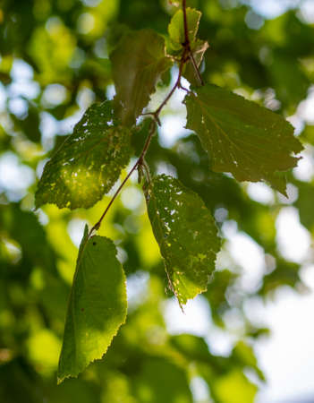 Light shines through the green-leaved linden branches on a summer evening.