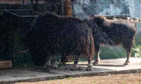 A musk ox sprayed with drops of water during the heat in the aviary of the Moscow Zooの写真素材