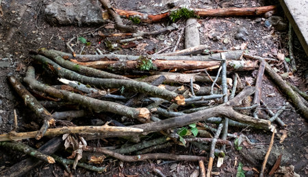 A pile of firewood for a campfire in a mountain forest at a haltの写真素材