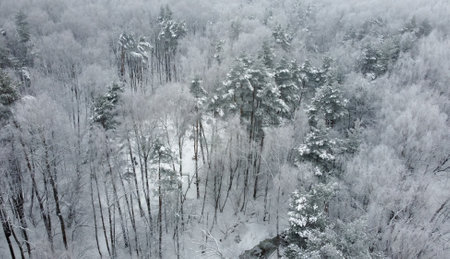 Trees in a snow-covered forest on a winter cloudy day. Aerial view.