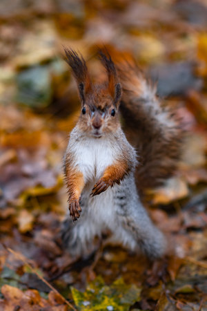 Red squirrel in the autumn forest in its natural habitat. Portrait of a squirrel close up. The forest is full of rich warm colors.の写真素材