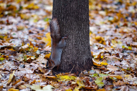 Red squirrel in the autumn forest in its natural habitat. Portrait of a squirrel close up. The forest is full of rich warm colors.の写真素材