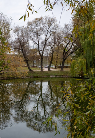 Trees with fallen leaves are reflected in the water of the city pond in late autumn.の写真素材