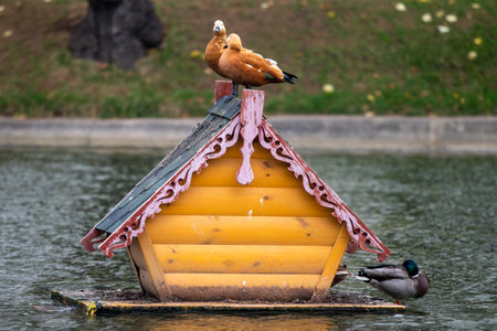 Red Ogari ducks (Tadorna ferruginea) are sitting on the roof of a wooden house in the middle of the pond.の写真素材