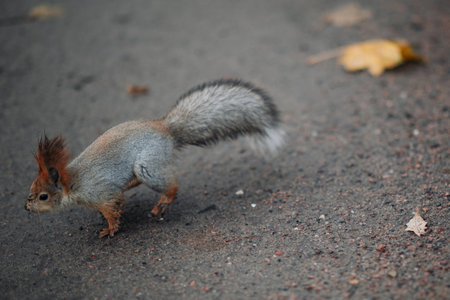 A red squirrel in the autumn forest in its natural habitat. A close-up portrait of a squirrel. The forest is full of muted colors on the eve of winter.の写真素材