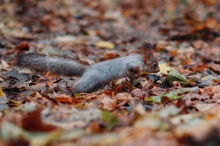 A red squirrel in the autumn forest in its natural habitat. A close-up portrait of a squirrel. The forest is full of muted colors on the eve of winter.の写真素材