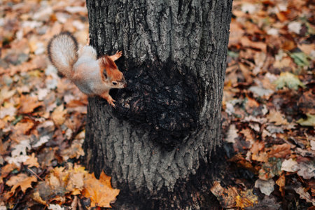 A red squirrel in the autumn forest in its natural habitat. A close-up portrait of a squirrel. The forest is full of muted colors on the eve of winter.の写真素材