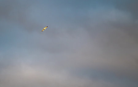 Illuminated by the setting sun, a seagull flies against the background of a blue sky with passing...