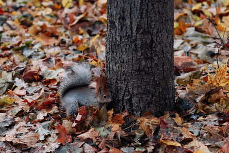 A red squirrel in the autumn forest in its natural habitat. A close-up portrait of a squirrel. The forest is full of muted colors on the eve of winter.の写真素材