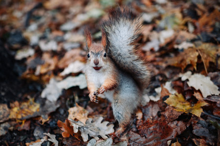 A red squirrel in the autumn forest in its natural habitat. A close-up portrait of a squirrel. The forest is full of muted colors on the eve of winter.の写真素材