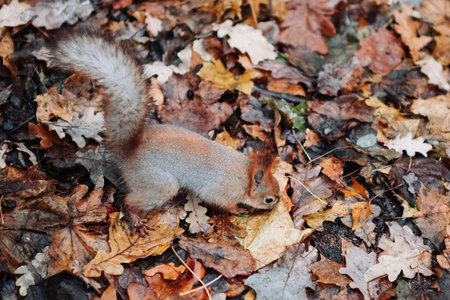 A red squirrel in the autumn forest in its natural habitat. A close-up portrait of a squirrel. The...