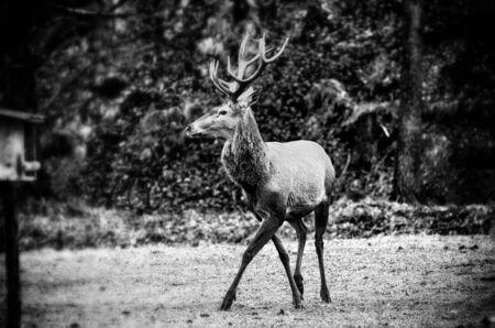 Dancing Deer in the woold, b&wの写真素材