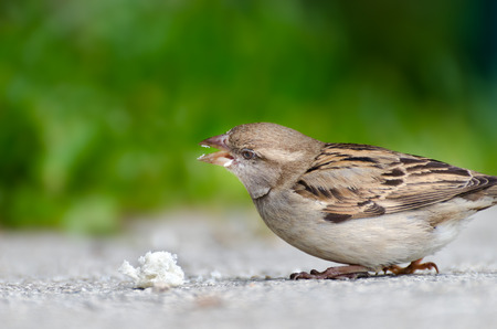 Young sparrow, which has discovered a large bread chunk. It picks the chunk, green background.