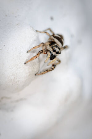 Zebra jumping spider lurking on a white house wall on preyの写真素材