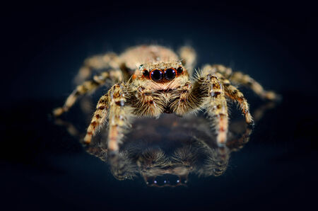 Common brown jumping spider that runs over a black background and is reflecting itself