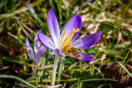 Purple Crocus with nectar sucking bee - spring is coming