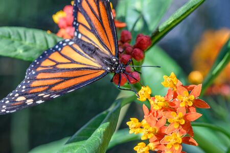 Monarch Butterfly (Danaus plexippus) (male) sucking nectar on a flowerの写真素材