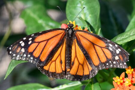 Monarch Butterfly (Danaus plexippus) (male) sucking nectar on a flower, top view