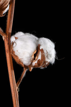 Detail shot of a cotton blossom on black の写真素材