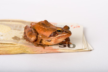 Frog sitting on a stack of fifty Euro bank notes. ItÂ´s a spring frog (Rana dalmatina).の写真素材