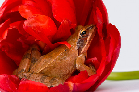 Spring Frog hiding in the wonderful red blossom of a tulip in front of a white background.の写真素材