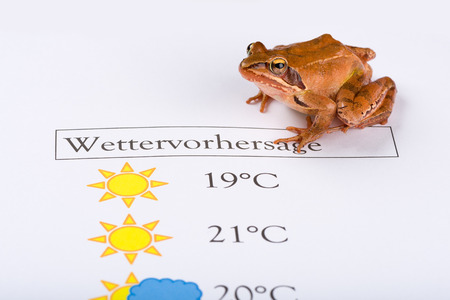 Frog as a weather prophet makes the weather forecast, German Version, Temperature in Celsius, Inscription is in German language and means "Weather Forecast". ItÂ´s a spring frog (Rana dalmatina).の写真素材